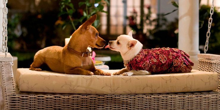 10 Cutest Animal Movies To Watch On Netflix If You Loved The Secret Life Of  Pets
