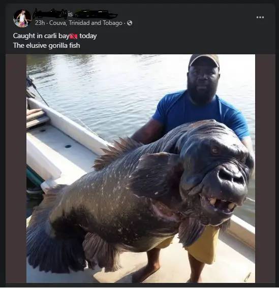 gorilla real photo,gorilla fish,*gorilla fish viral photo,gorilla real fight